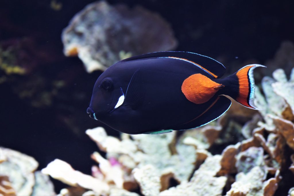 Acanthurus Achilles