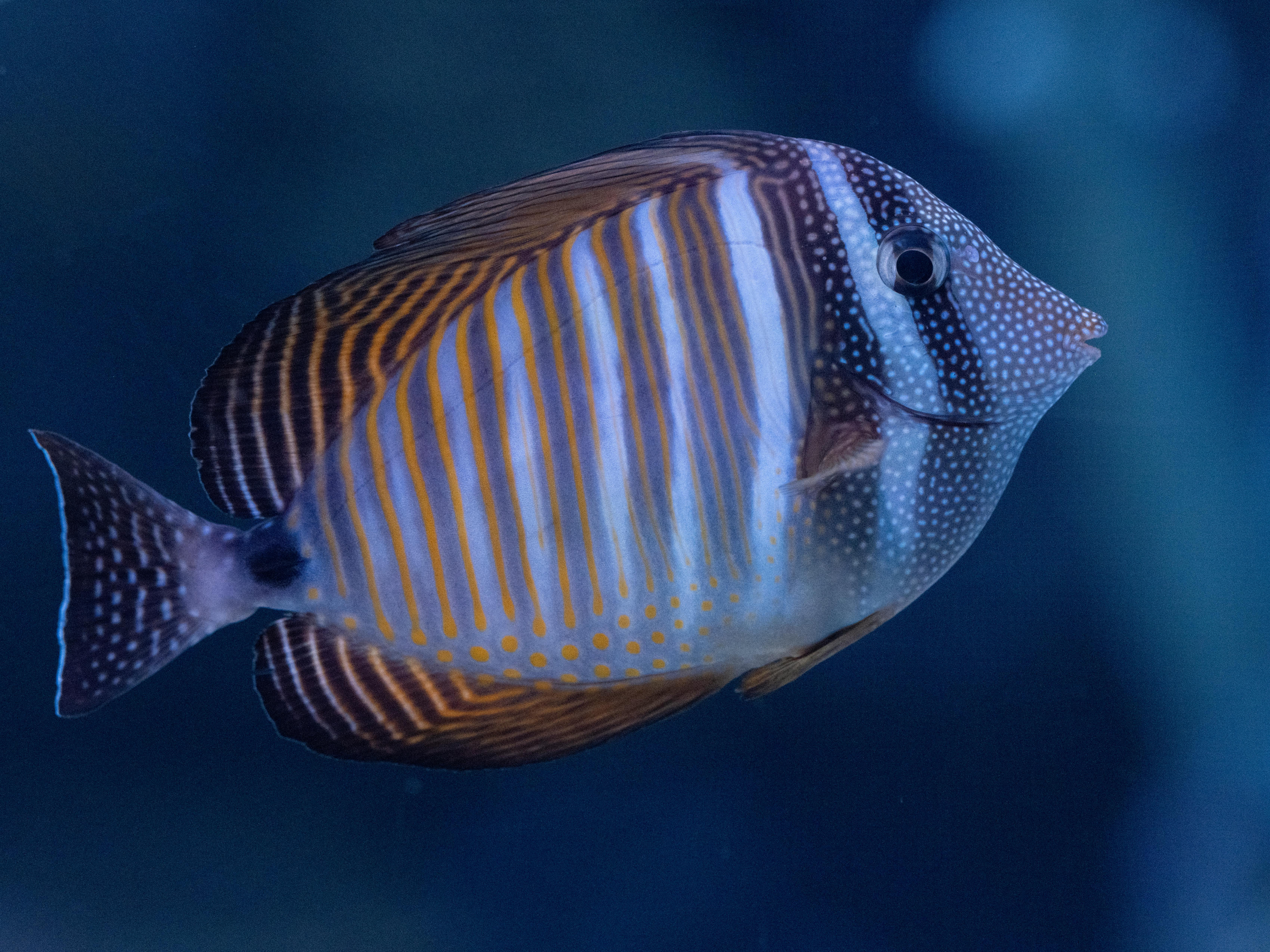 Desjardini Sailfin Tang