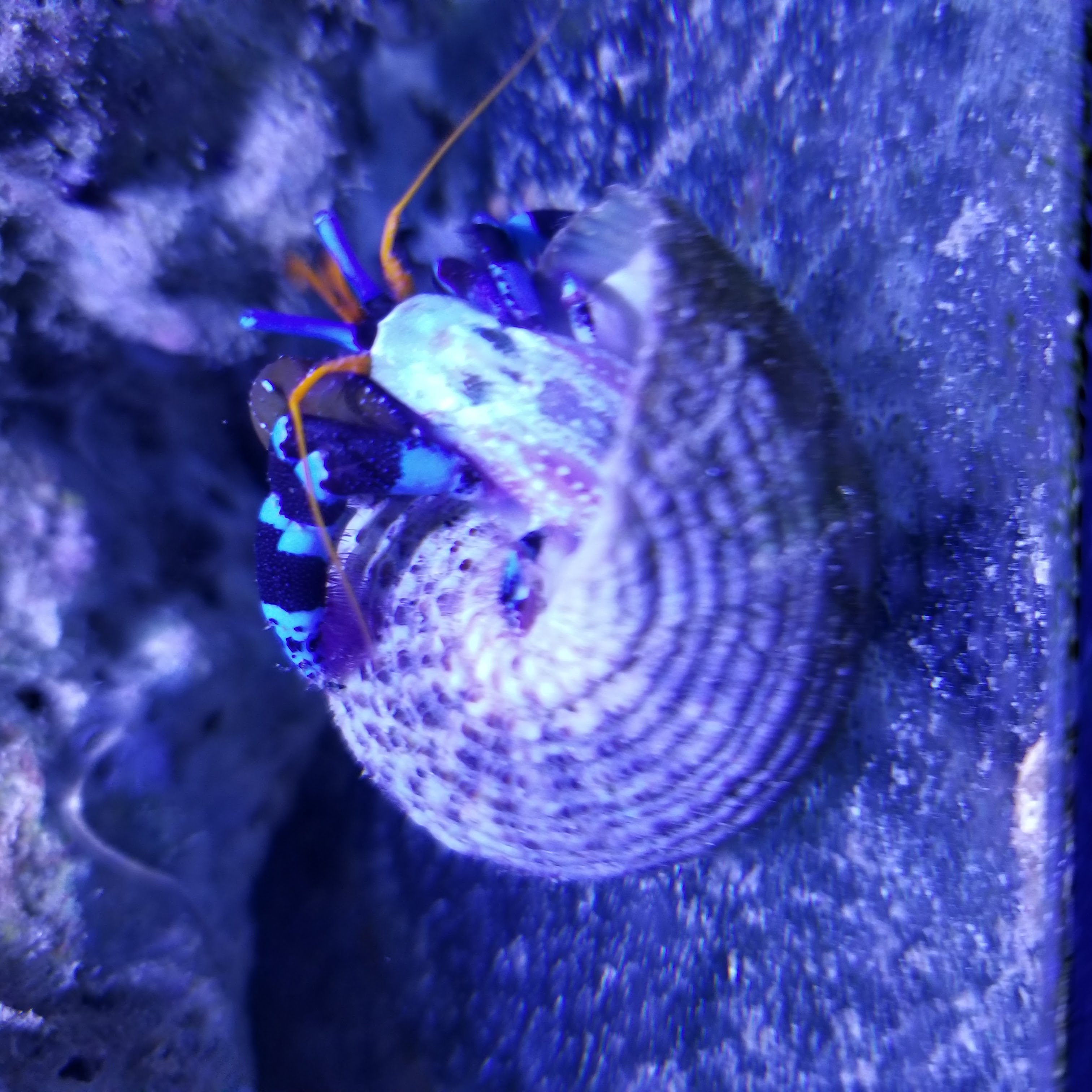 Electric Blue Hermit Crab