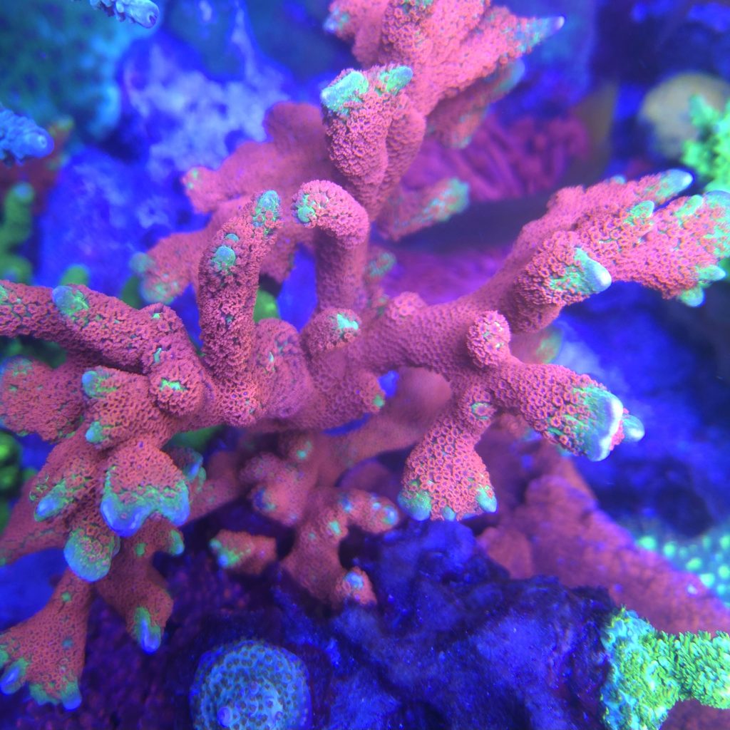 Forest Fire Montipora Samarensis
