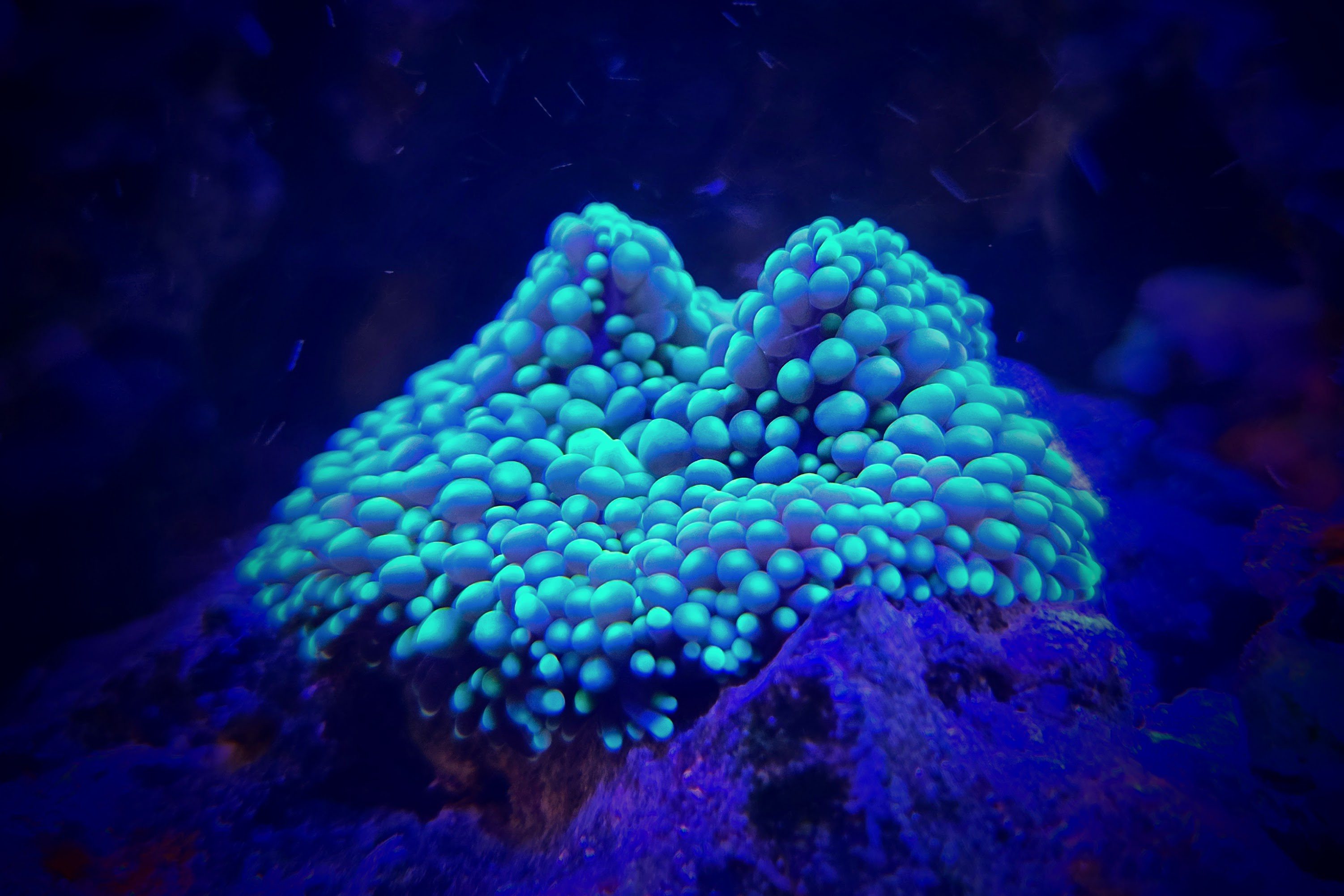 Green Florida Ricordia