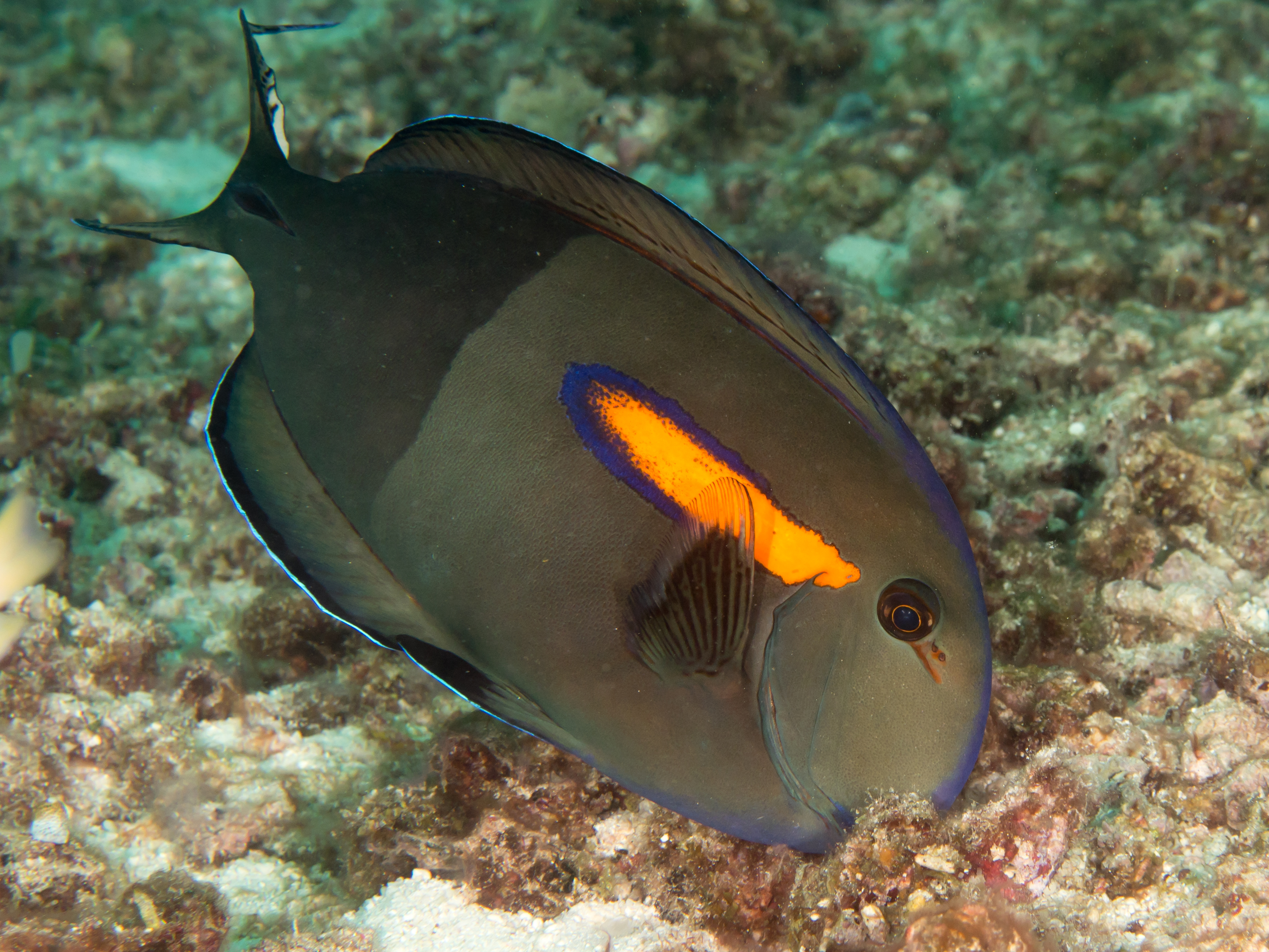 Orange Shoulder Acanthurus Olivaceus