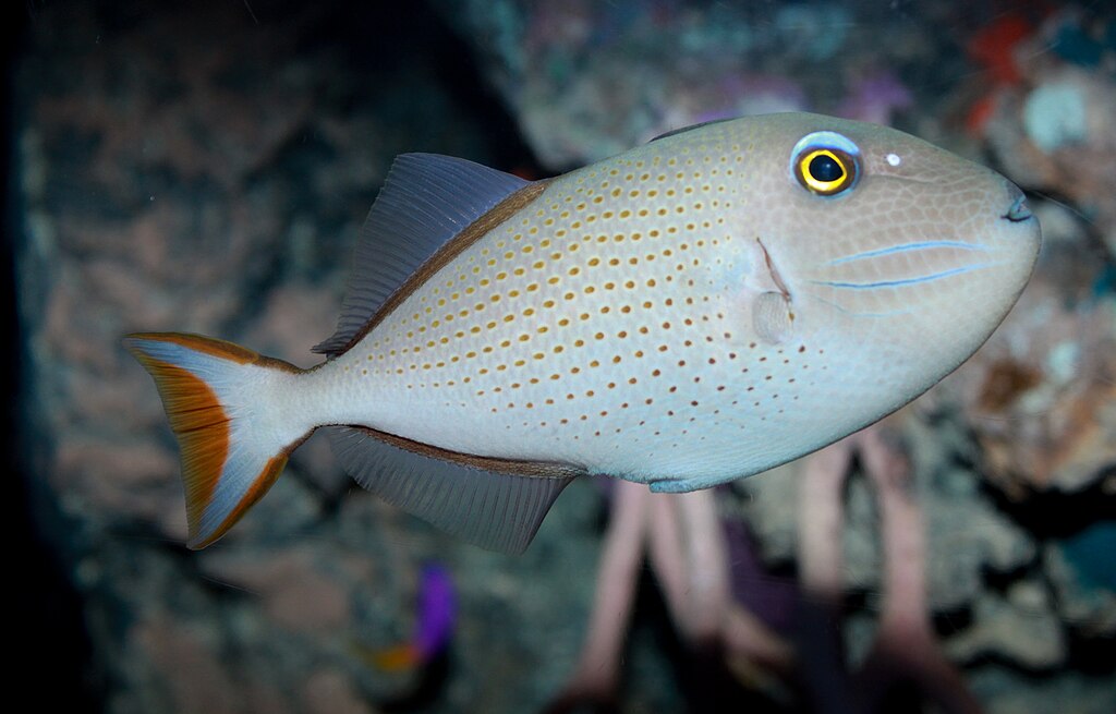 Sargassum Triggerfish Xanthichthys Ringens