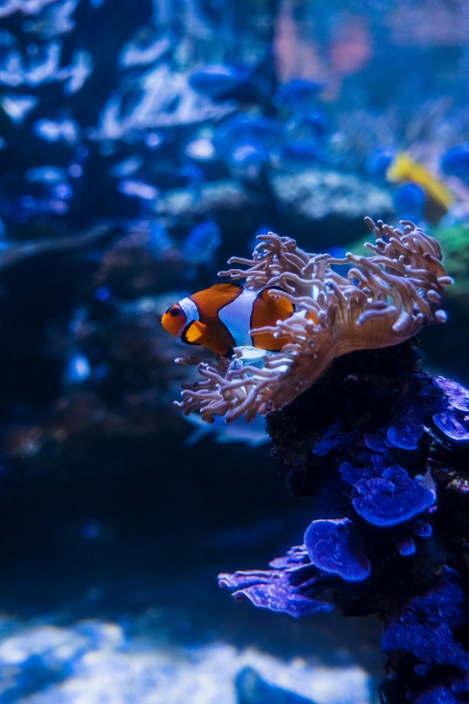 Ocellaris Clownfish