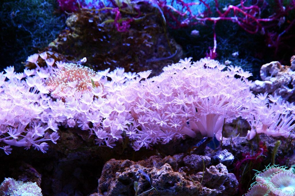 Pom Pom Xenia Coral