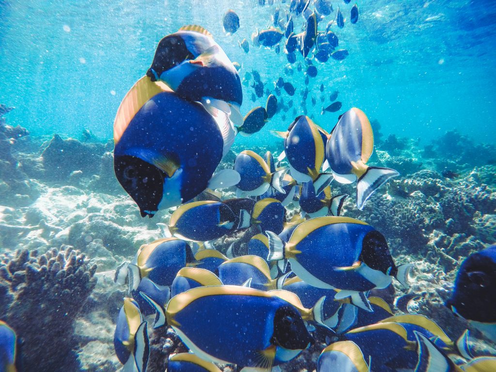 Powder Blue Tangs Pexels Wewe Yang