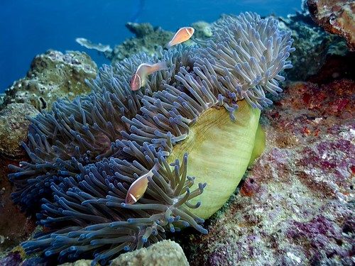 Magnifica Anemone (Heteractis Magnifica)
