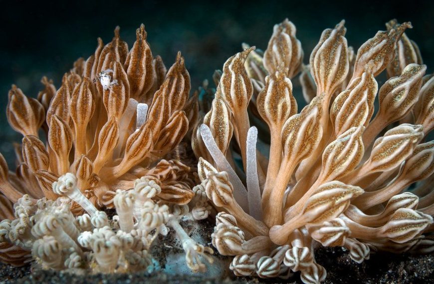 Xenia Corals Care