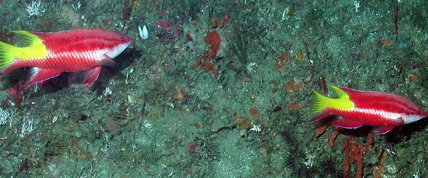 Cuban Hogfish (bodianus Pulchellus)