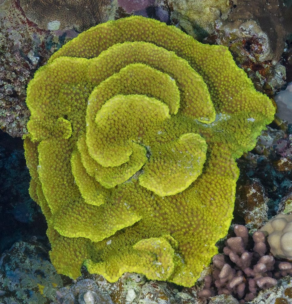 1024px Coral Turbinaria Reniformis Parque Nacional Ras Muhammad Egipto 2022 03 28 Dd 132