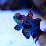 mandarin, reef, fish, sea aquarium, coral reef, animal, underwater, aquarium, water, coral, nature, anemone, animals, pet, blue, sea, diving, red sea