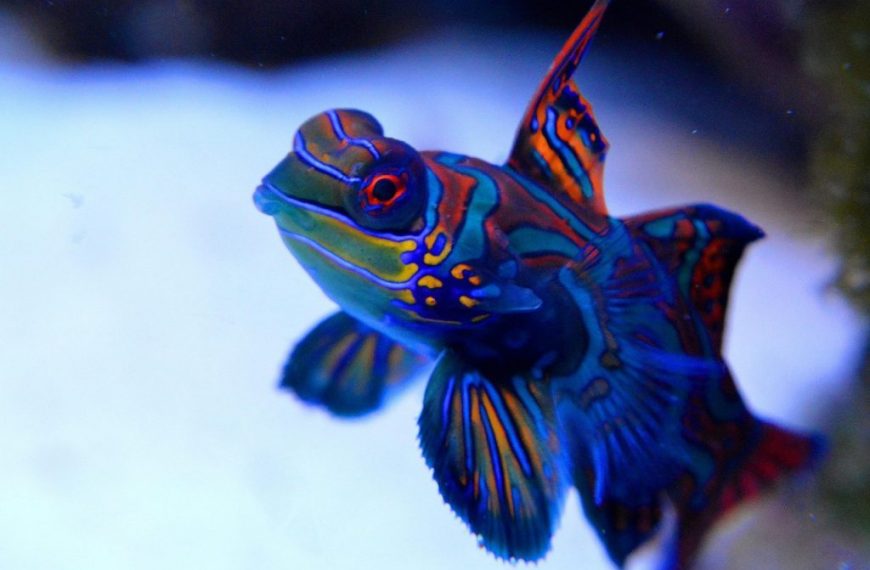 mandarin, reef, fish, sea aquarium, coral reef, animal, underwater, aquarium, water, coral, nature, anemone, animals, pet, blue, sea, diving, red sea