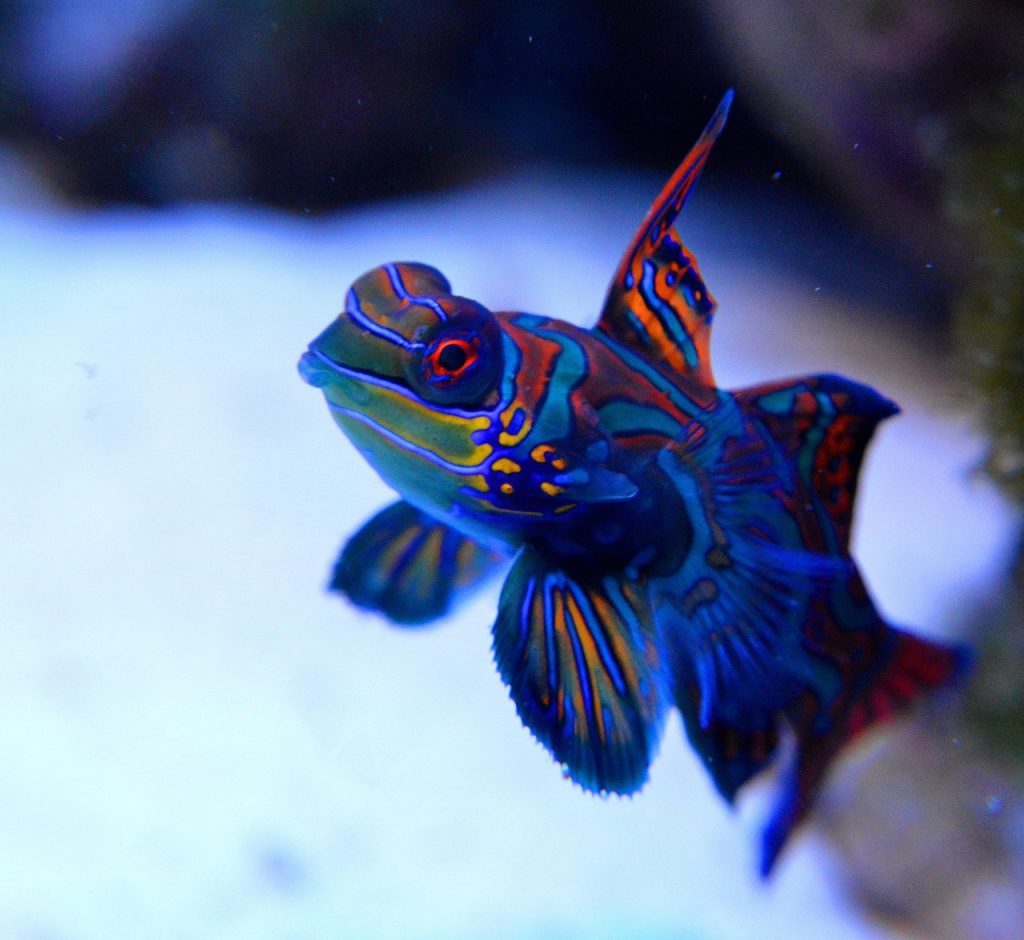 mandarin, reef, fish, sea aquarium, coral reef, animal, underwater, aquarium, water, coral, nature, anemone, animals, pet, blue, sea, diving, red sea