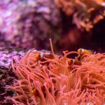 A mesmerizing view of clownfish swimming amidst vibrant corals in an underwater ecosystem.