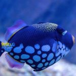 Close-up of a colorful Clown Triggerfish swimming in an aquarium.