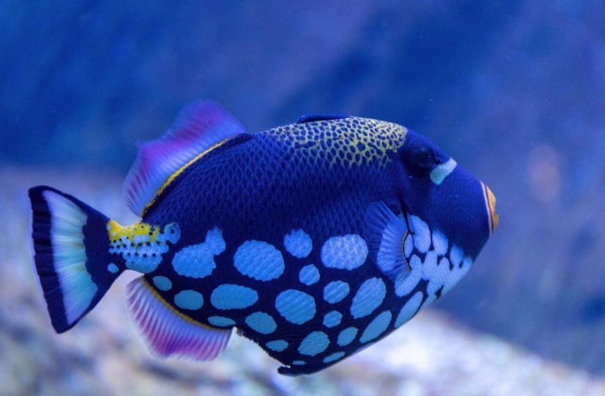 Close-up of a colorful Clown Triggerfish swimming in an aquarium.