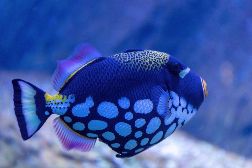 Close-up of a colorful Clown Triggerfish swimming in an aquarium.
