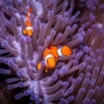 Colorful clownfish nestled in a stunning purple sea anemone underwater in Palau.
