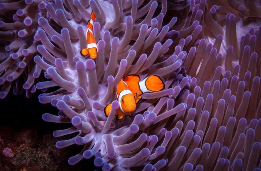 Colorful clownfish nestled in a stunning purple sea anemone underwater in Palau.