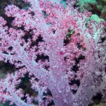 egypt, red sea, underwater, soft coral, color, depth, egypt, egypt, egypt, egypt, egypt, soft coral, soft coral, soft coral, soft coral