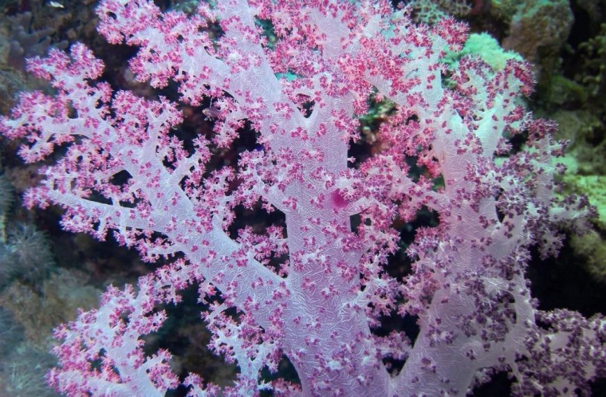 egypt, red sea, underwater, soft coral, color, depth, egypt, egypt, egypt, egypt, egypt, soft coral, soft coral, soft coral, soft coral