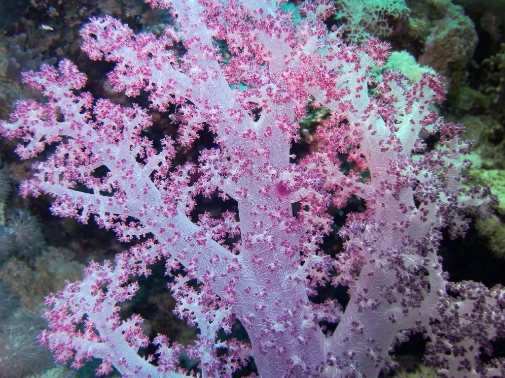 egypt, red sea, underwater, soft coral, color, depth, egypt, egypt, egypt, egypt, egypt, soft coral, soft coral, soft coral, soft coral