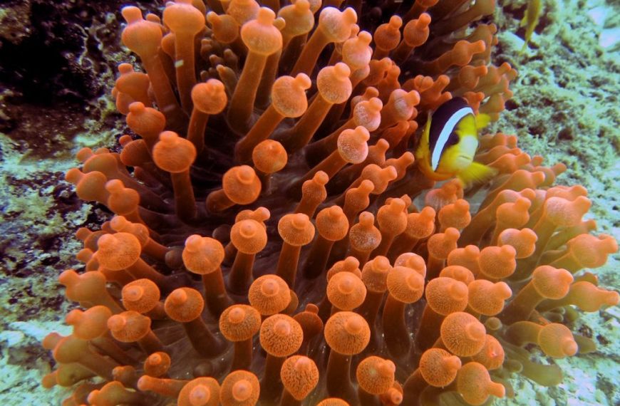 Vibrant clownfish nestled in anemone, showcasing underwater life in Indonesian reefs.