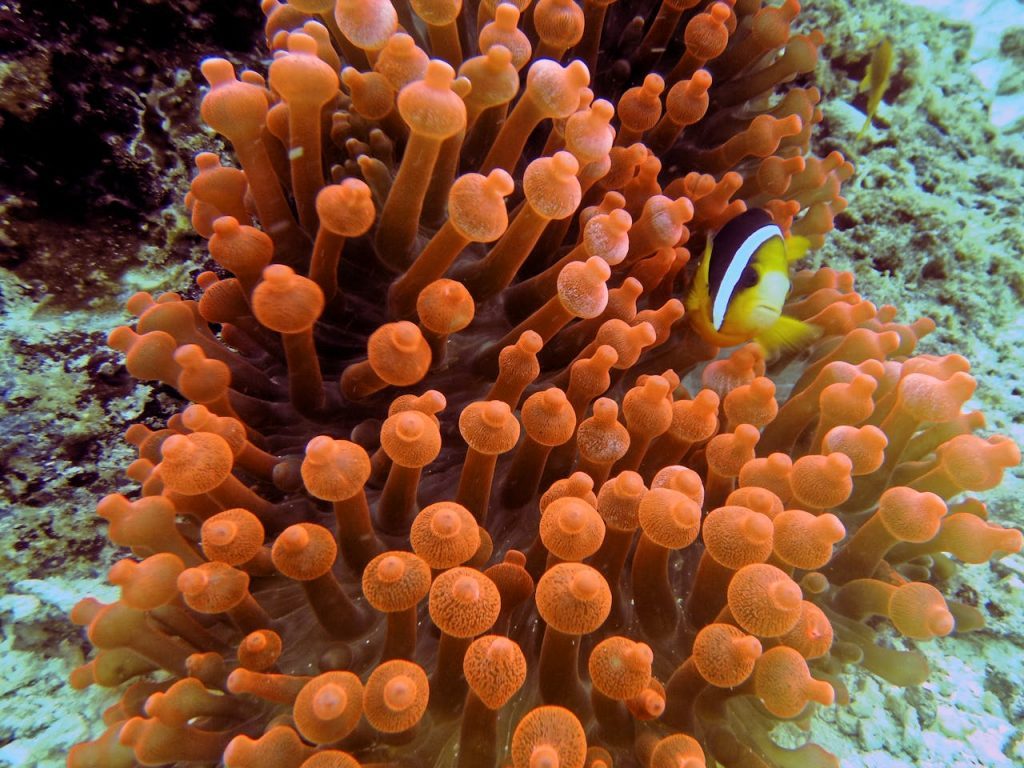Vibrant clownfish nestled in anemone, showcasing underwater life in Indonesian reefs.