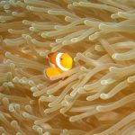 Vibrant clownfish swimming through sea anemones in underwater Bali, Indonesia.