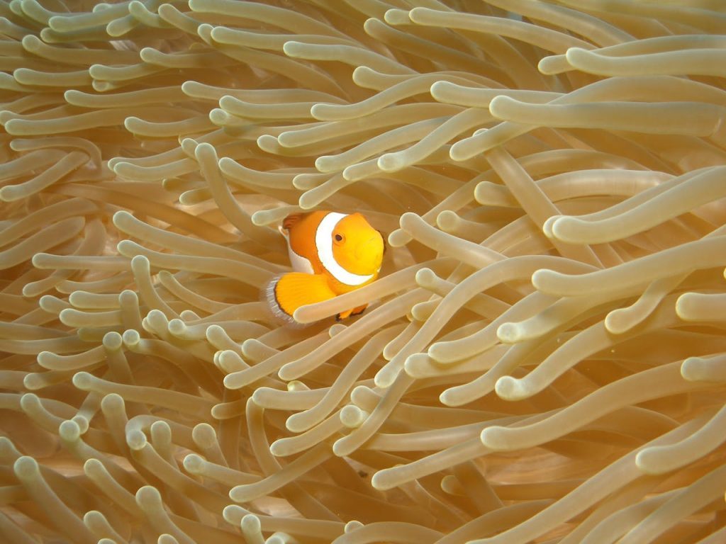 Vibrant clownfish swimming through sea anemones in underwater Bali, Indonesia.