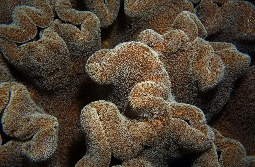 Toadstool Leathers Care