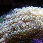 eufiliya, euphyllia paraancora, soft coral, coral, invertebrate, aquarium, under the water