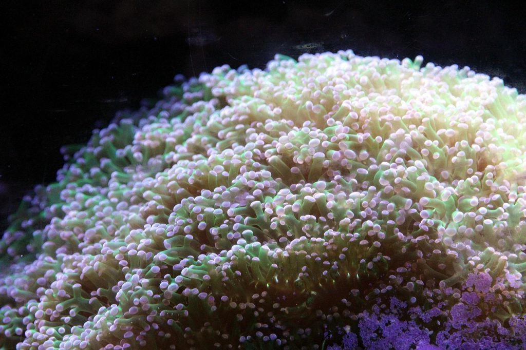 eufiliya, euphyllia paraancora, soft coral, coral, invertebrate, aquarium, under the water
