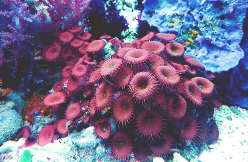 A colorful close-up of exotic coral and marine life in an aquarium.