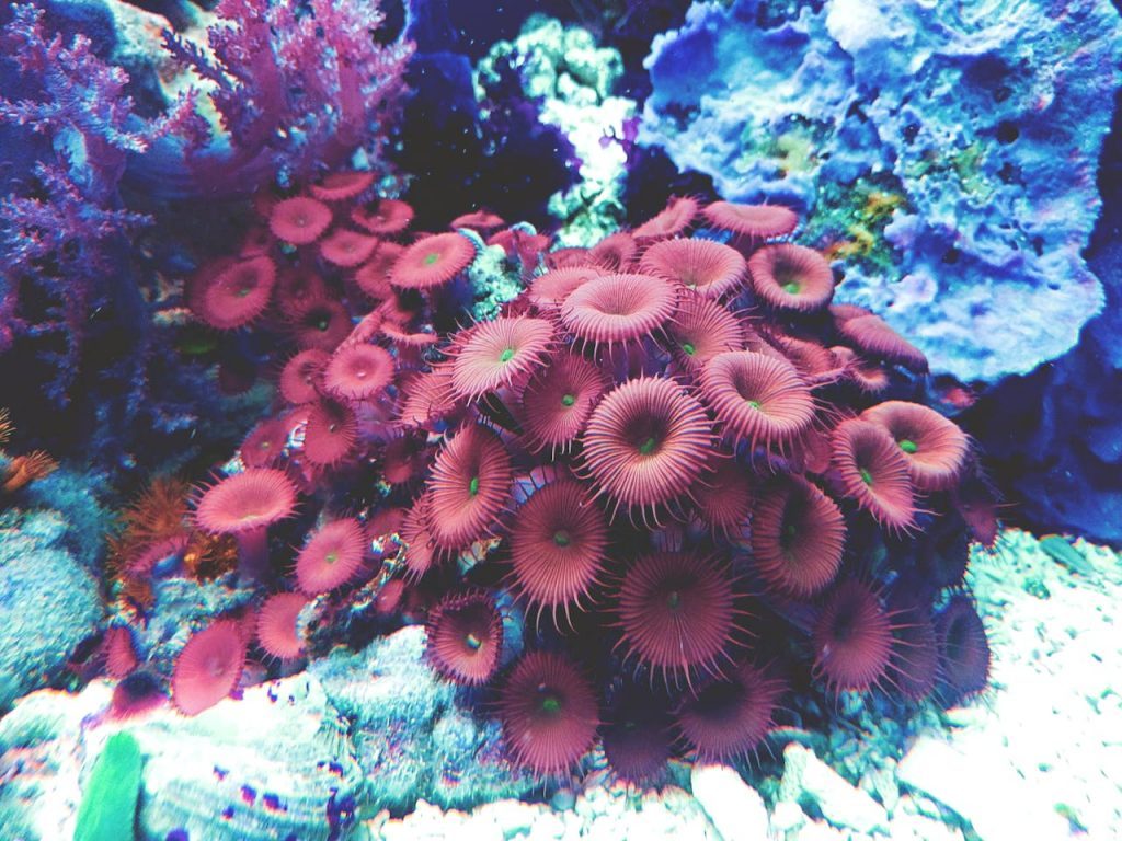 A colorful close-up of exotic coral and marine life in an aquarium.