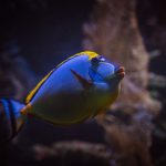 Close-up of a blue tang fish swimming gracefully underwater in a lively coral reef environment.