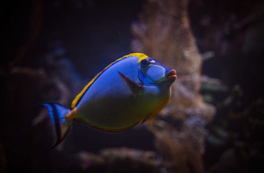 Close-up of a blue tang fish swimming gracefully underwater in a lively coral reef environment.
