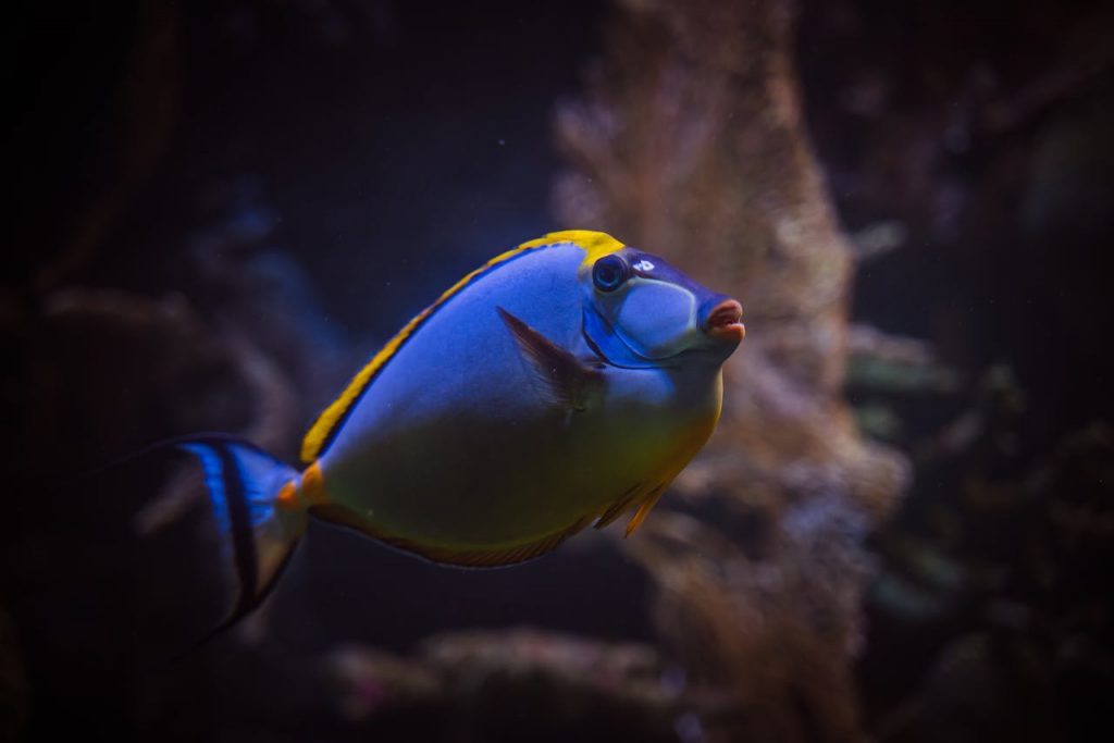 Close-up of a blue tang fish swimming gracefully underwater in a lively coral reef environment.