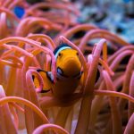 clownfish, fish, aquarium, underwater, ocean, nature, coral, orange