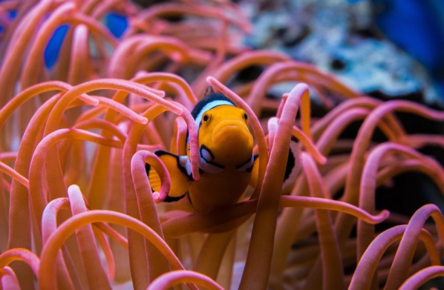 clownfish, fish, aquarium, underwater, ocean, nature, coral, orange