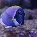 A vibrant blue tang fish swimming gracefully in an underwater coral reef scene.