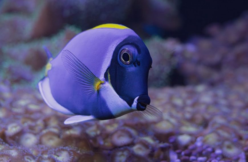 A vibrant blue tang fish swimming gracefully in an underwater coral reef scene.