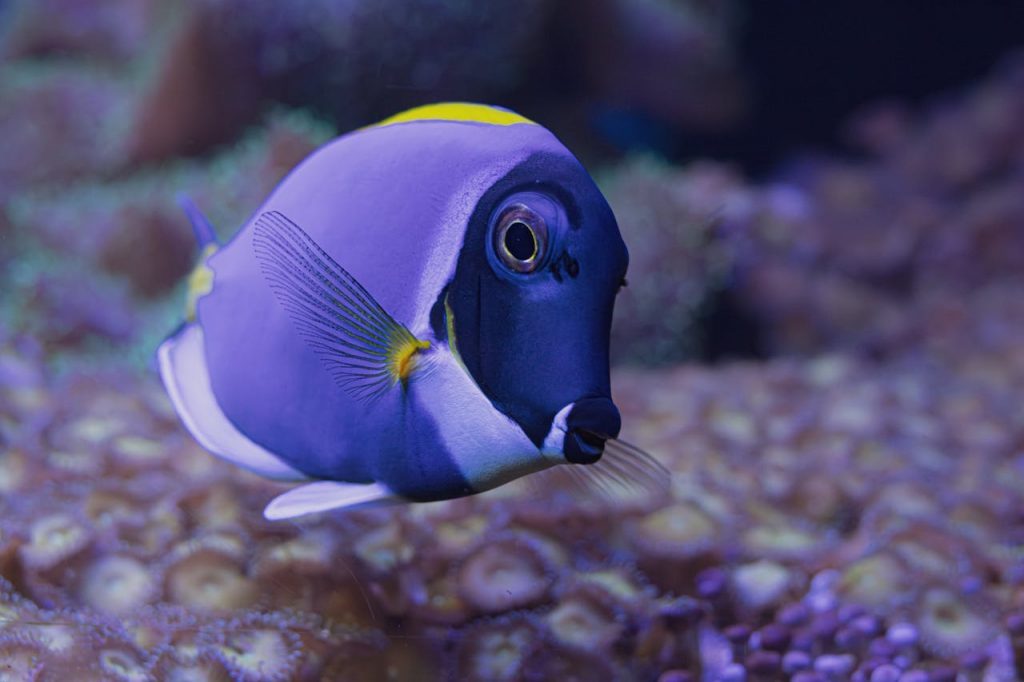 A vibrant blue tang fish swimming gracefully in an underwater coral reef scene.