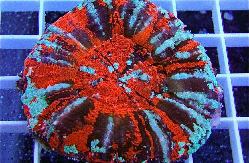 Scolymia Corals Care