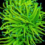 Bright green coral polyps with blue tips in a vivid underwater scene.