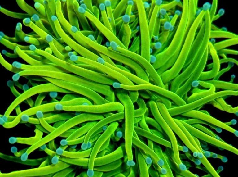 Bright green coral polyps with blue tips in a vivid underwater scene.