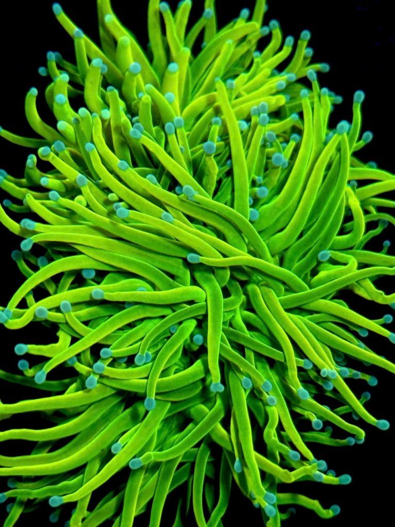 Bright green coral polyps with blue tips in a vivid underwater scene.