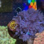 Close-up of colorful coral and zoanthid in an aquarium, highlighting marine biodiversity.