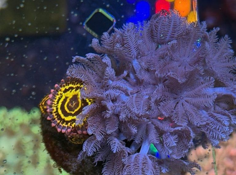 Close-up of colorful coral and zoanthid in an aquarium, highlighting marine biodiversity.
