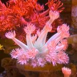 Close-up of colorful pink soft corals in a vibrant aquarium setting, showcasing marine beauty.